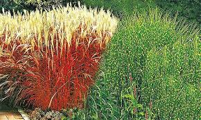 Wir wollten diese stelle mit verschiedenen gräsern bepflanzen. Baldur Garten Graser Kolelktion Groupon Goods