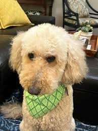 Golden Doodle Lovers