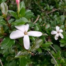 Image result for Hyperacanthus amoenus