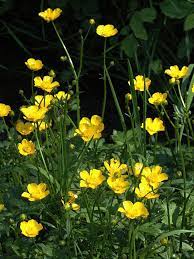 Ranunculus Repens Black Eyed Susan Plants Garden Weeds