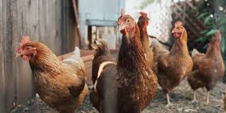 Geger penemuan mayat manusia tinggal tulang dico. Lelaki Tanpa Sengaja Terbeli 1000 Ekor Ayam Ternakan Melalui Lelongan Online Dengan Harga 1 Lepat Pisang