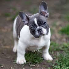 In addition to this, some feature the merle gene which gives them a stunning fur coat and some of the most common types of merle french bulldogs feature black, lilac, or blue coats. Blue French Bulldog The Ultimate Guide French Bulldog Breed