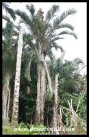 Image result for Raphia australis