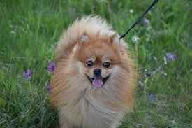 Tipos De Pomerania Conoce Las Mascotas Del 2022
