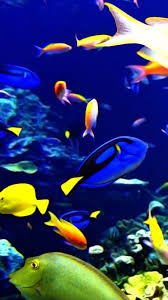 Hd & 4k quality wallpapers free to download many to choose from. Fish Phone Wallpapers Top Free Fish Phone Backgrounds Wallpaperaccess