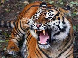 Joe flizzow , carleed u0026 altimet mp3 duration 4:07 size 9.42 mb / team malaysiafc 2. Perang Disytihar Ke Atas Pemburu Harimau Malaya