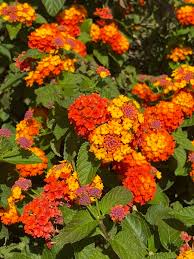 Image result for Lantana camara