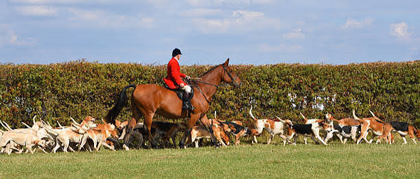 120+ Fox Hunting Animals Hunting Horse Horseback Riding Stock Photos, Pictures & Royalty-Free Images - iStock