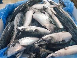 Image result for Scomber spp.