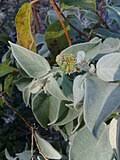 Image result for Croton polytrichus