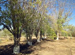 Image result for Sclerocarya