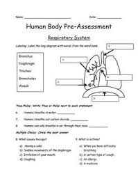 Respiratory System Pre Assessment Respiratory System Respiratory System Activities Human Body Systems