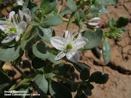 Image result for Glinus