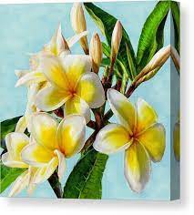 Yellow Plumeria Canvas Print Canvas Art By Jane Schnetlage Flower Painting Flower Art Watercolor Flowers