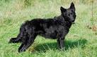 Mudi Puppies for Sale from Reputable Dog Breeders