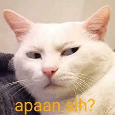 Aib Kucing Ehe Gambar Hewan Lucu Hewan Kartun