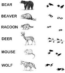 Match An Animal With Their Tracks Animal Tracks Canadian Animals Animal Footprints