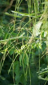 Image result for Tephrosia linearis