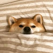Shiba inu adalah ras anjing asli jepang. Amor Animais Portalpet Cute Dogs Cute Animals Pets