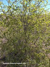 Image result for Morinda asteroscepa