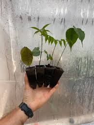 Image result for Aeschynomene mimosifolia