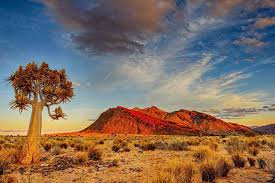 Image result for Kalaharia uncinata