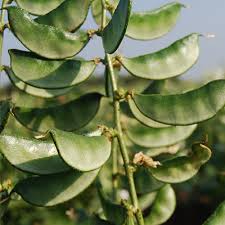 Image result for Dolichos