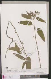 Image result for Leptocarydion vulpiastrum