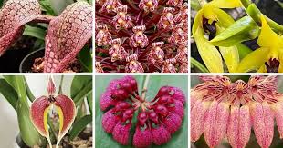 Image result for Bulbophyllum cochleatum