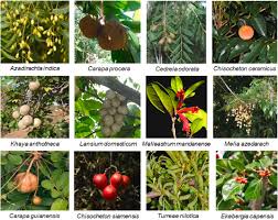 Image result for Meliaceae