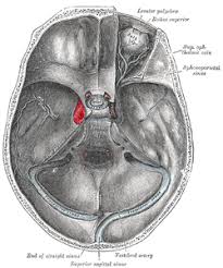 Oral cavity, pharynx, and larynx. Cavernous Sinus Wikipedia
