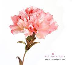 Video Tutorial Carnation Aurelia This Tutorial In My Opinion Is Amazing And So Helpful Each Step Is Documen Flower Artists Carnations Flower Art