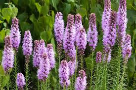 Purple weed, purple weed, purple weed, purple weed: Native Plants You D Never Mistake For Weeds Wsj