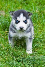 Here are some from nearby areas. Husky Puppies For Sale Near Me Home
