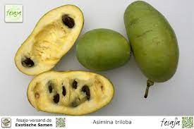 Verwirrend ist auch ihr name, da zu den bekannten bananen keinerlei verwandtschaftsverhältnis besteht. Indianerbanane Asimina Triloba Fesaja Versand