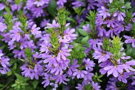 Image result for Scaevola