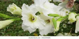 Image result for Gladiolus decoratus