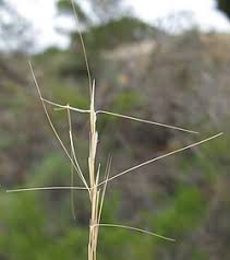 Image result for Aristida canescens