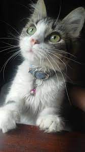 evra s adli kullanicinin kedi panosundaki pin kedi