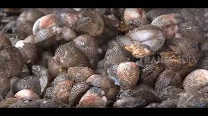 Check spelling or type a new query. Kerajinan Kulit Kerang Unik Dan Bernilai Tinggi Ragam Indonesia Youtube