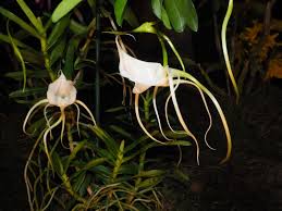 Image result for Angraecum conchiferum