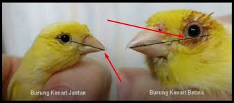 We did not find results for: Tips Membedakan Kenari Betina Dengan Jantan Akurat 100