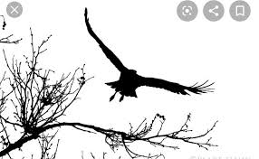 Black Bird With Red Neck Pin By Angela Garbeil On Tattoo And Placement Ideas Hawk Silhouette Silhouette Tattoos Bird Silhouette Tattoos