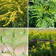 Image result for Fern Green 1994 Reliant