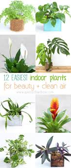 12 Best Air Purifying Indoor Plants You Won T Kill Indoor Plants Clean Air Hanging Plants Indoor Plants