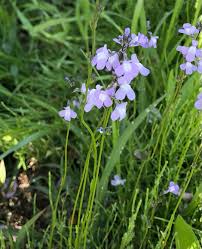 マツバウンラン(松葉海蘭)ってどんな植物？ 開花時期•花言葉•名前の由来•雑草•駆除•写真•画像 | 室内ガーデニング