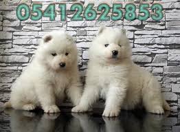 Samoyed Bursa Samoyed