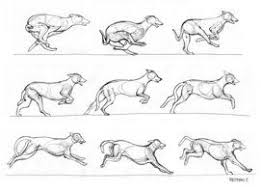 :) in the video, i will show you how to construct the legs and draw out the paw pads. Anatomy And Motion Studies By Renegadestudios On Deviantart Dog Drawing Animated Drawings Dog Anatomy