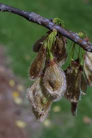 Image result for Ulmaceae