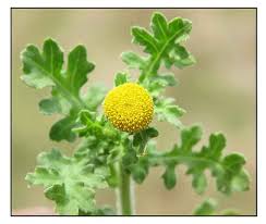 Image result for Grangea maderaspatana